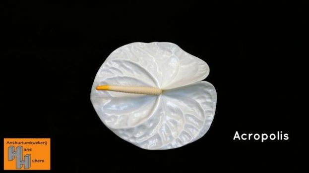 Anthurium Acropolis 12